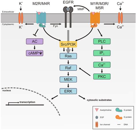 Muscarinic Acetylcholine Receptor