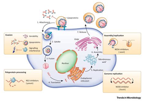 Hepatitis C Virus: Trends in Microbiology