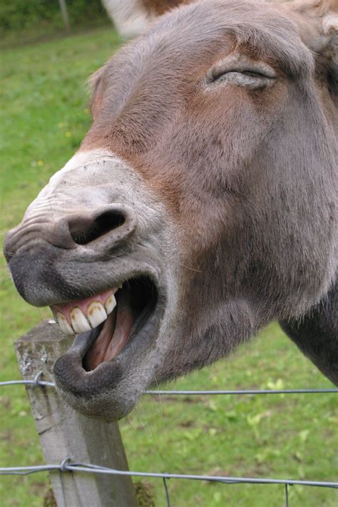 Laughing Donkey | Donkey, Funny horse, Funny animals