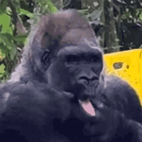 Gorilla Tongue Sticking Out GIF - Gorilla TongueStickingOut TongueOut ...