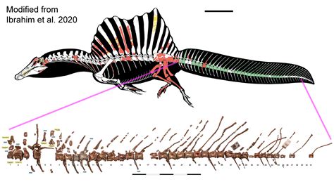 Spinosaurus vs Carcharodontosaurus: Who Would Win in a Fight?