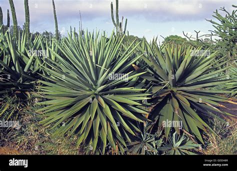 Sisal Plant, agave sisalana, Plantation near Fort Dauphin in Madagascar ...