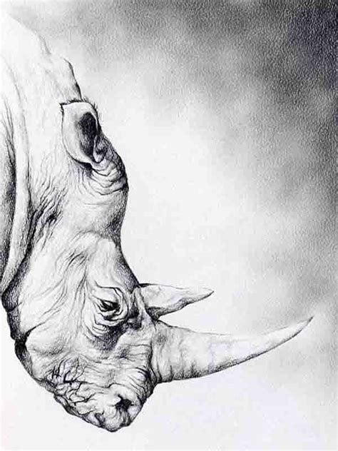 Realistic Animal Pencil Drawings