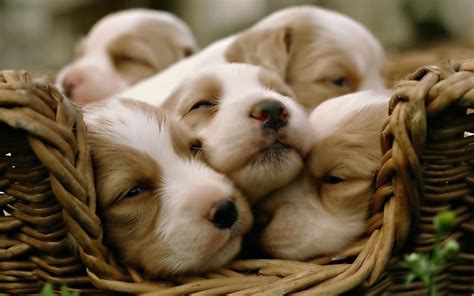 Activating Thoughts: Cute Puppies