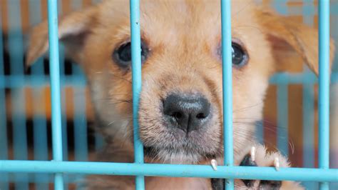 Close-up Of Sad Puppy In Shelter Behind Stock Footage SBV-335614919 ...