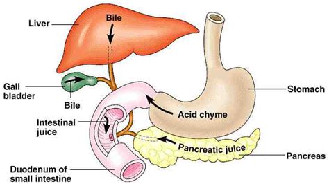 Home Remedies for Gerd and Bile Reflux Treatment