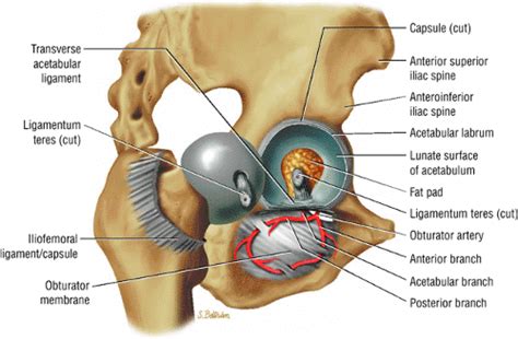 Acetabular Labrum – Function, Tears, Symptoms, Treatment and Pictures ...