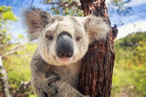 Vivir en Australia: ¡10 motivos para mudarte al país de los koalas ...