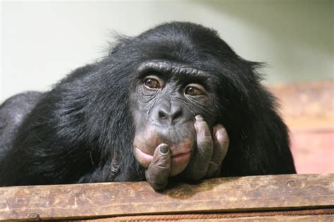 The 10 Smartest Animals on Earth - Fact Animal