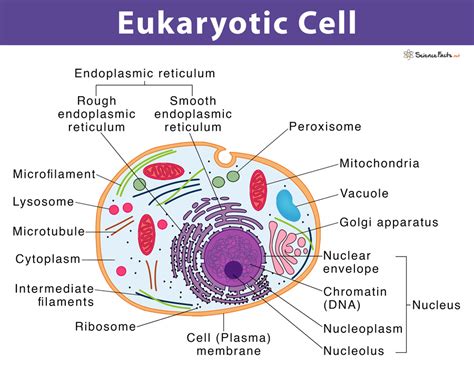 Eukaryotic Cell: Definition, Structure, & Examples