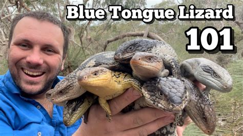 10 BIZARRE Blue Tongued Lizard Facts - YouTube