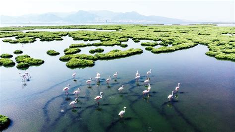 Healthy Salt Marshes Harbor Rich Biodiversity—and Help Fight Climate ...