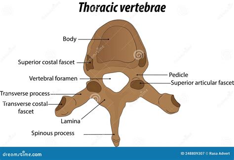 Anatomy Of The Thoracic Vertebrae Labeled Diagram Vector Illustration ...