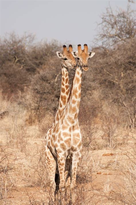 Two-Headed Giraffe stock photo. Image of rothschild, africa - 19018646