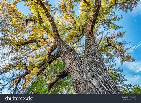 Giant Cottonwood Tree Fall Foliage Native Stock Photo 331269569 ...