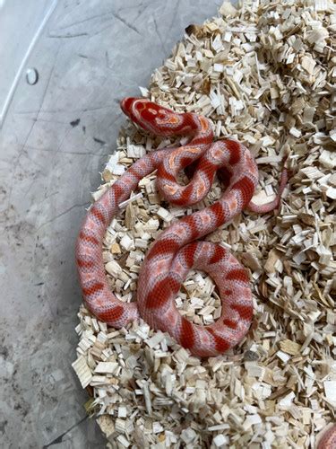 Candy cane corn snake | New Moon Reptiles