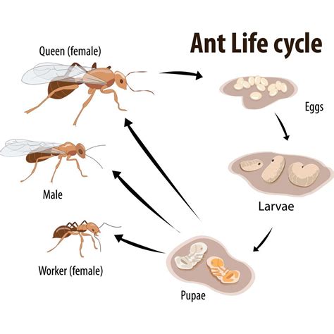 What to Know About an Ant's Life Cycle | The Family Handyman