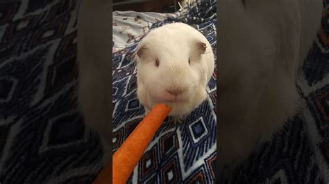 Guinea pig eating a carrot - YouTube