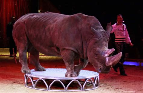 Romania bans wild animals in circuses