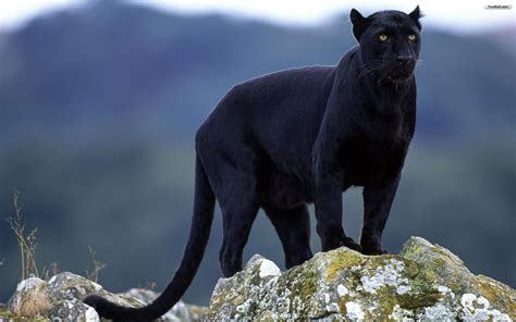 Black Jaguar wallpaper | 1920x1200 | #11839