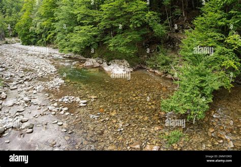 A mountain river rapidly flowing over a stony riverbed, along a beech ...