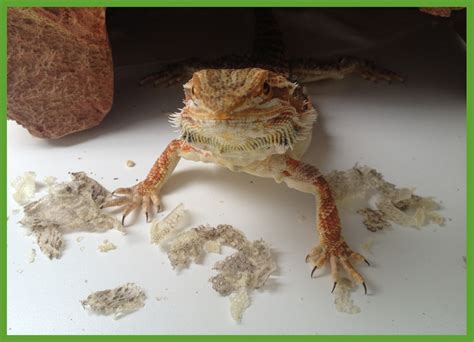 Shedding - Bearded Dragon Lady