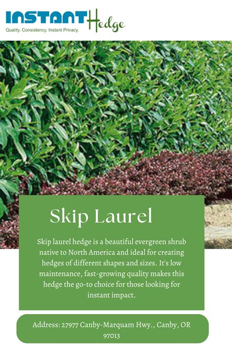 Cherry laurel hedge plants – Artofit