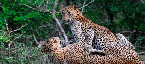 Wildlife in Sri Lanka | Sri Lanka Activities | Red Dot Tours