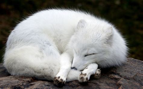 Arctic Fox Full HD Wallpaper and Background Image | 1920x1200 | ID:353448