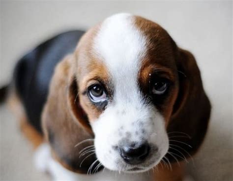 40 Beautiful Pictures of Cute Puppy Faces