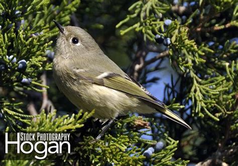 Ruby Crowned Kinglet – Hogan Stock Photography