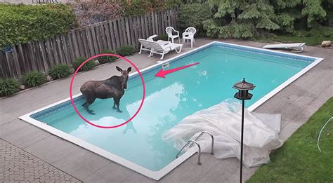 Homeowner Films Moose Swimming In Backyard Pool