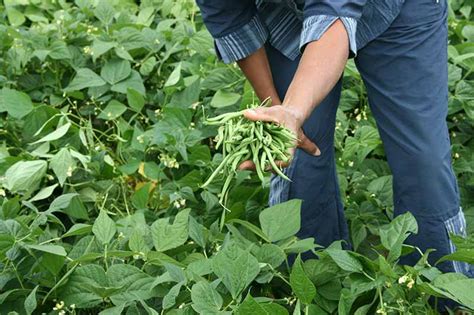 When and How to Harvest Snap Beans | Gardener’s Path