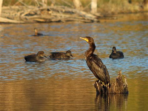 Double-crested Cormorant – Diving In – DFW Urban Wildlife