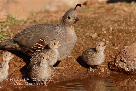 Gambel's quail, chicks and female, Callipepla gambelii photo, Amado ...