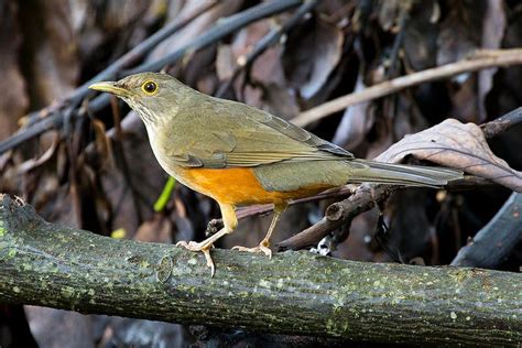 Rufous-bellied Thrush (Turdus rufiventris) | Common birds, Birds, Belly