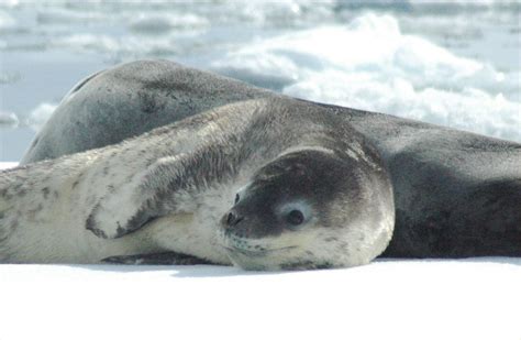 Leopard seal pup | Jenni Last | Flickr