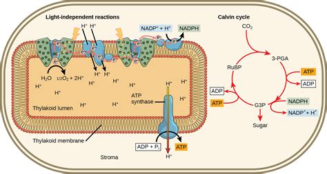 Using Light Energy to Make Organic Molecules | OpenStax Biology 2e