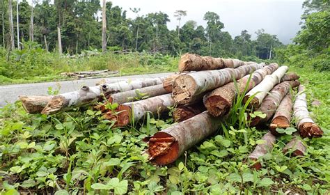 Pantau Jejak Penebangan Hutan Ilegal Edisi Ketujuh: Lima Wilayah ...