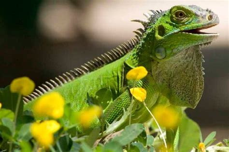 Tamarindo Wildlife Tours | Family Eco Tourism Guanacaste Costa Rica