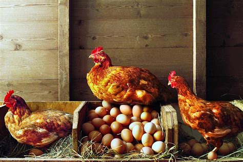 Keep Your Laying Hens Happy Through the Winter