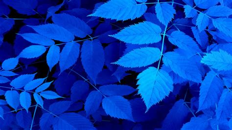 Blue leaves photography HD wallpaper | Wallpaper Flare