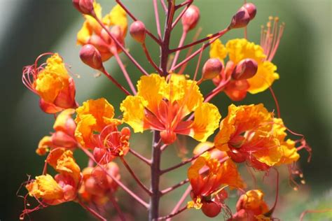 Plant Pride of Barbados - VIvero Growers Nursery