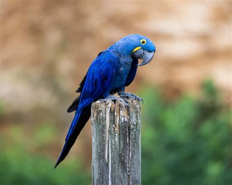 Hyacinth Macaw - Facts, Diet, Habitat & Pictures on Animalia.bio