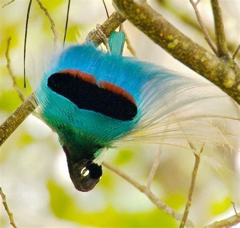 Blue bird-of-paradise, Paradisaea rudolphi | Beautiful birds, Birds of ...