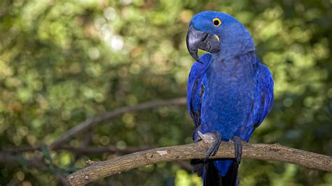 Exotic species in the Amazon rainforest – birds - CGTN