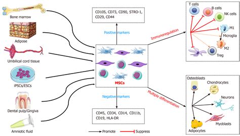 Mesenchymal stem cell-derived exosomes: Toward cell-free therapeutic ...