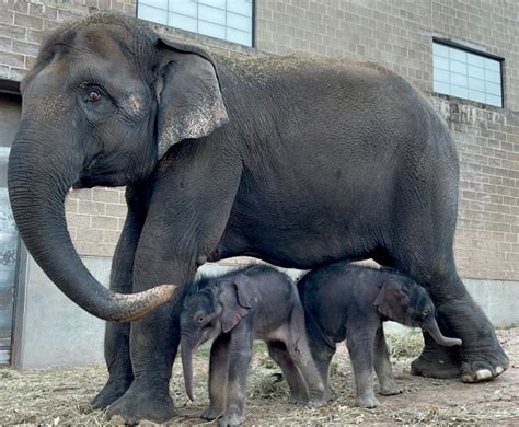 Asian Elephant Delivers Miracle Twins at Rosamond Gifford Zoo - ZooBorns