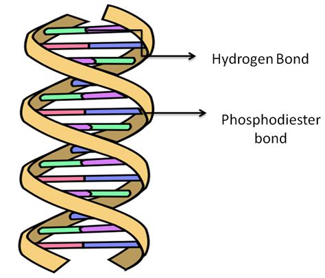 The two strands of DNA are held together by bonds of(a) Nitrogen(b ...