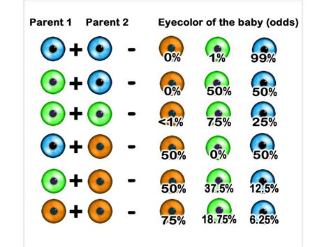 Eye color combination chart - parent and children eye colors | Science ...